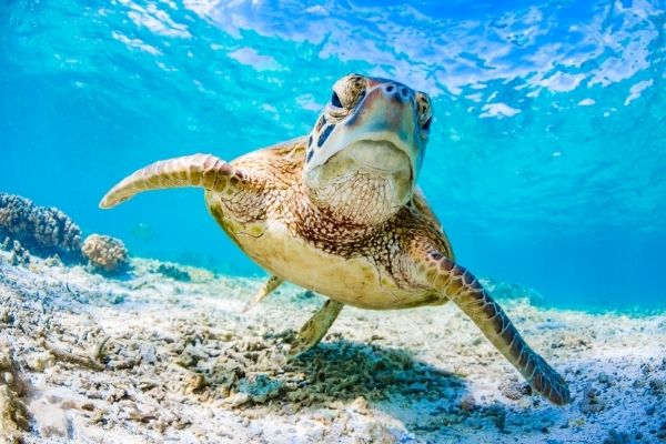best ocean charities