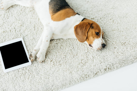 PET carpet
